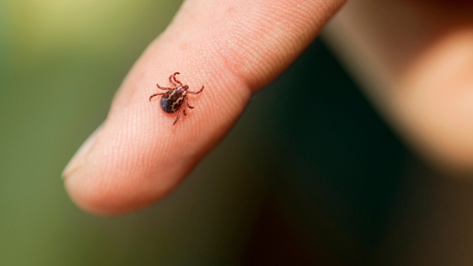 The Solution to America’s Tick Problem Wears Camo